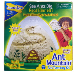 ANT MOUNTAIN ANT Habitat