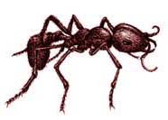 Ant Image
