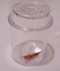 See-Through Bug Jar