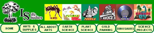 how fossils are formed, how fossils are made