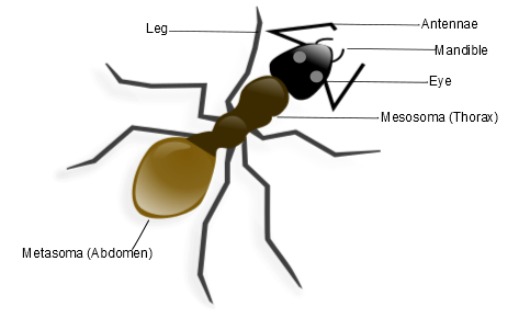 diagram of the anatomy of ants, body parts of ants