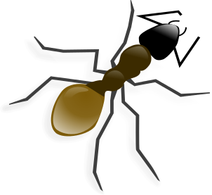 Harvester Ant