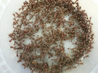 live harvester ants