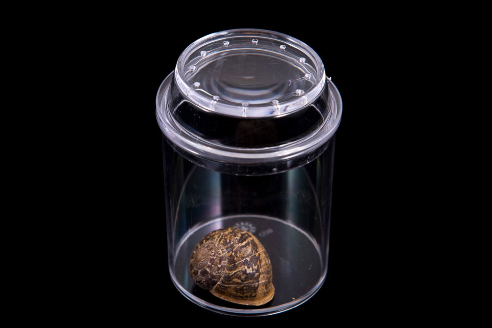 See Through Bug Jar