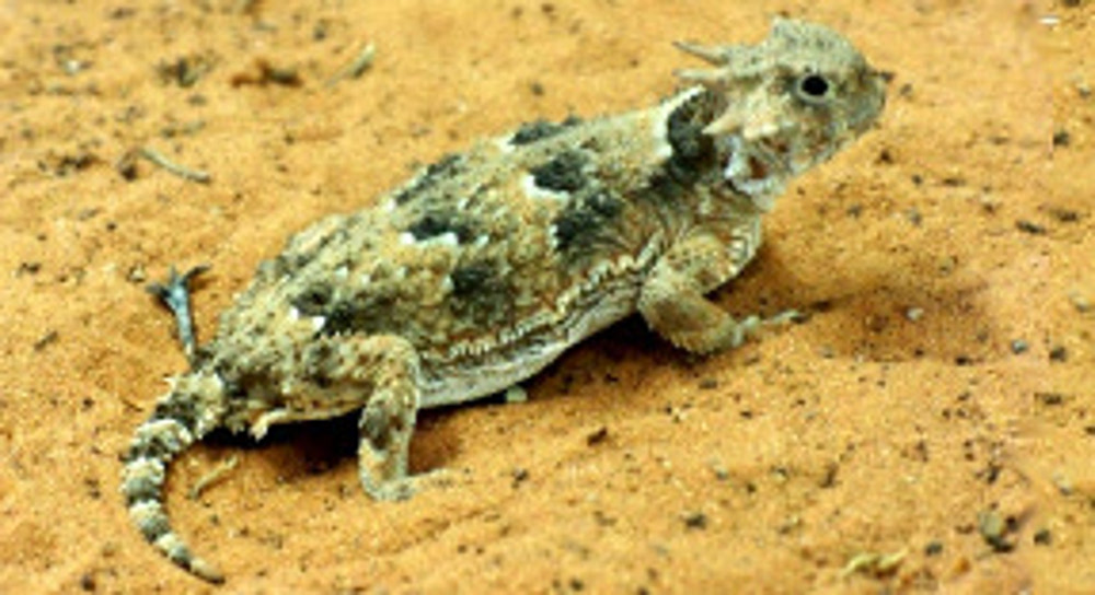 horned lizard