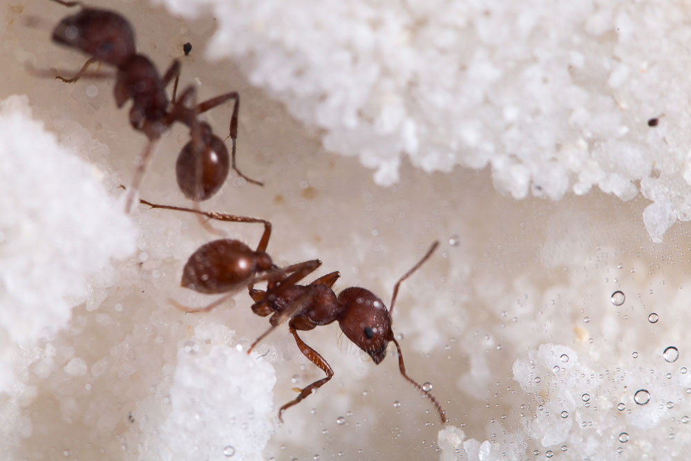 live harvester ants