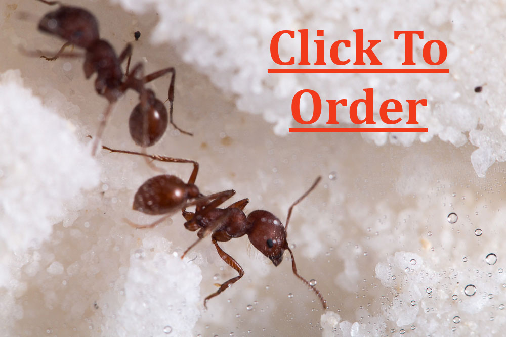 live harvester ants