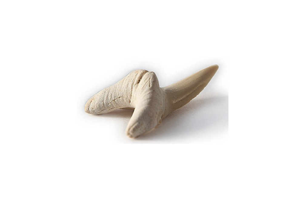 Shark Tooth