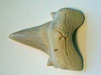 Shark Tooth